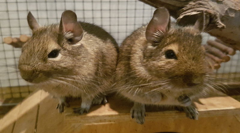 Osmák degu