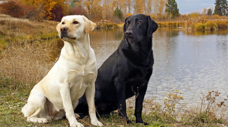Labradorský retrívr