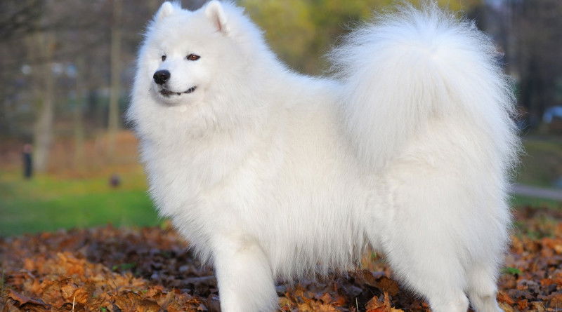 Samojed
