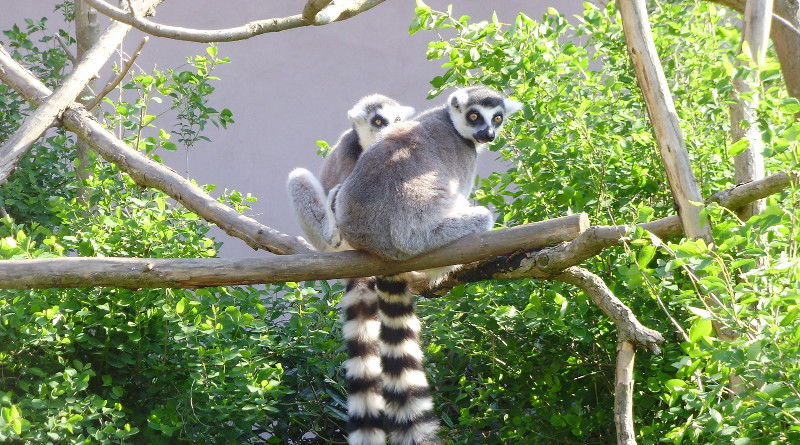 Zoo Plzeň