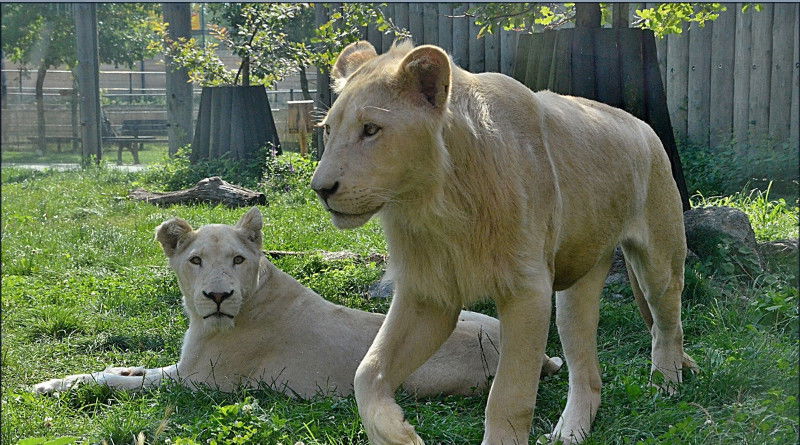 Zoo Hodonín