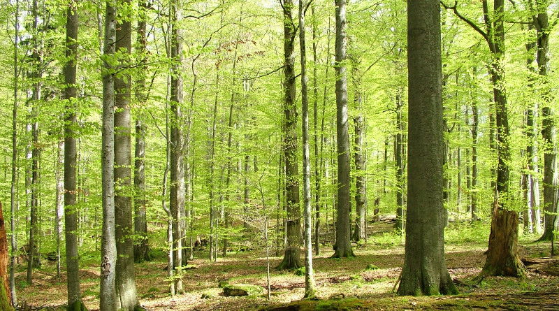 Žofínský prales