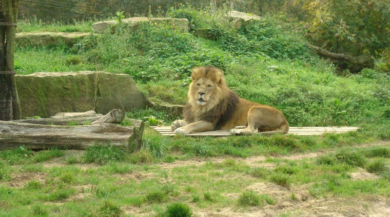 Zoo Dvůr Králové