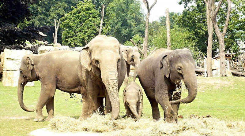 Zoo Praha
